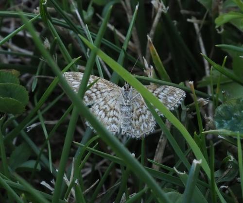 Réf. 238 720 : Scopula tessellaria